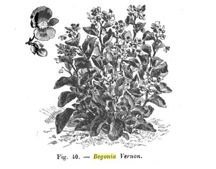 B. ‘Vernon’